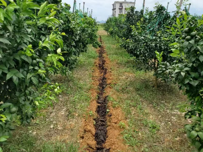 果樹(shù)合理施用微生物菌肥，果子又大味道甜